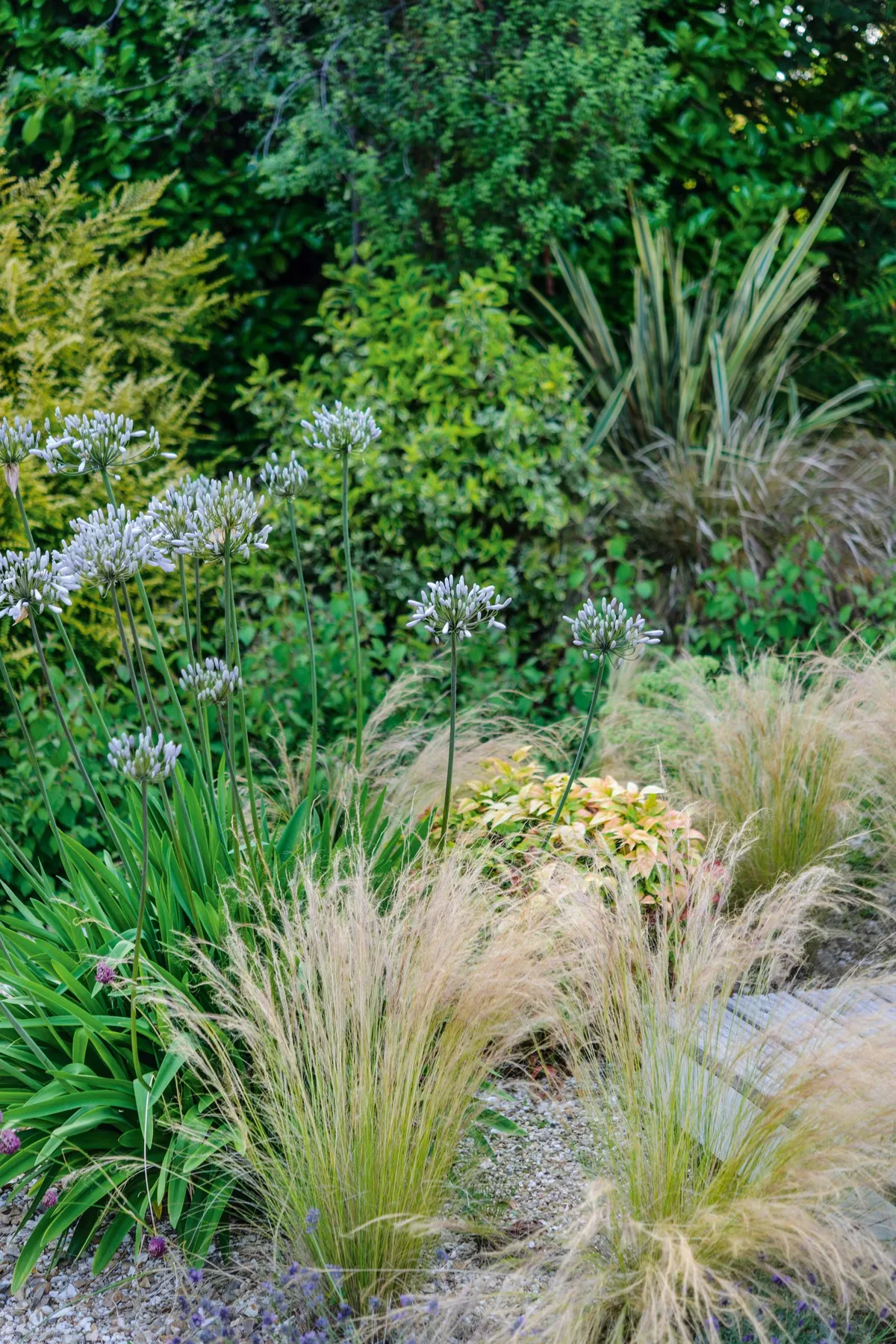 Agapanthus ‘Windsor Grey’ and Stipa tenuissima in Dorset gravel garden