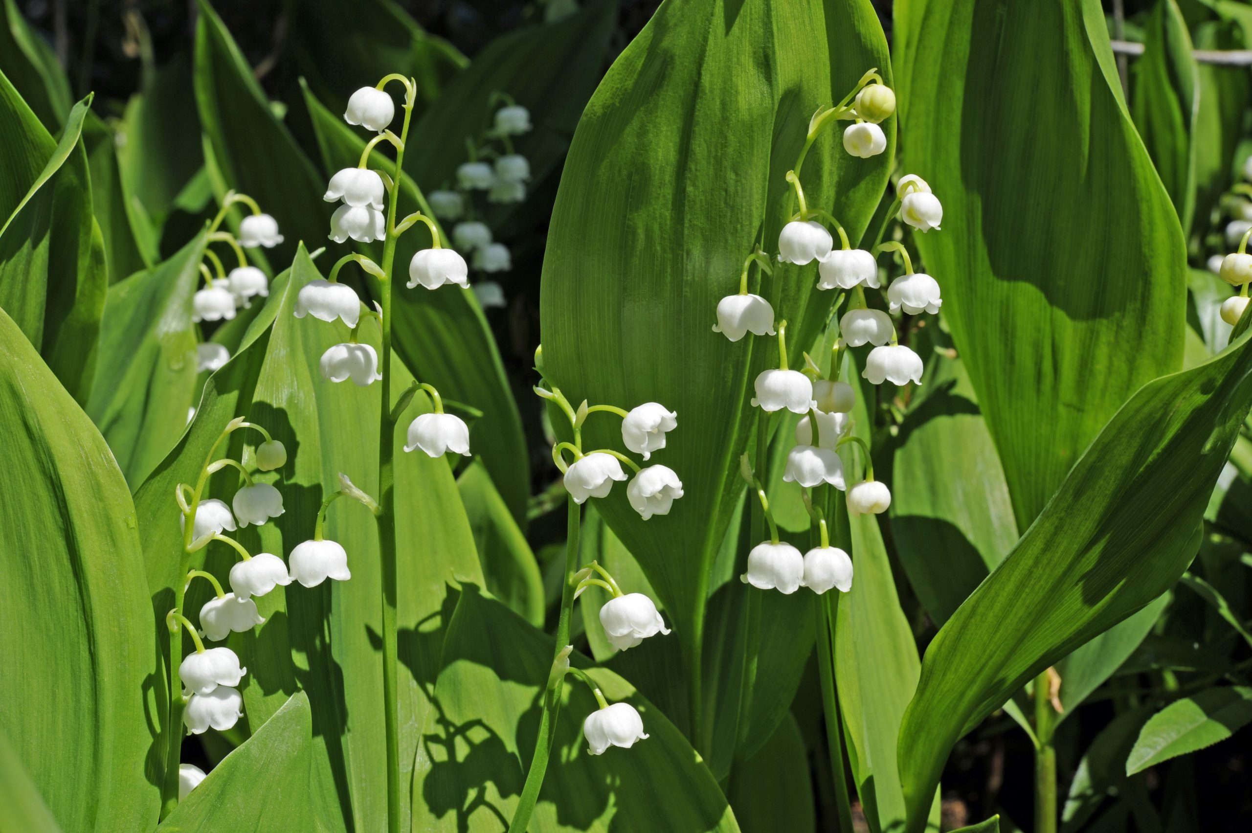 Lily of the Valley - how to grow/convallaria majalis/toxic/invasive plant 