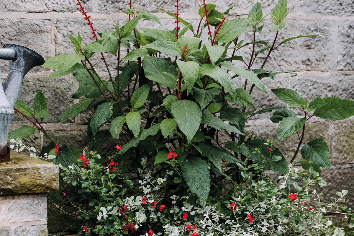 Pots of Style: a planting plan with salvia