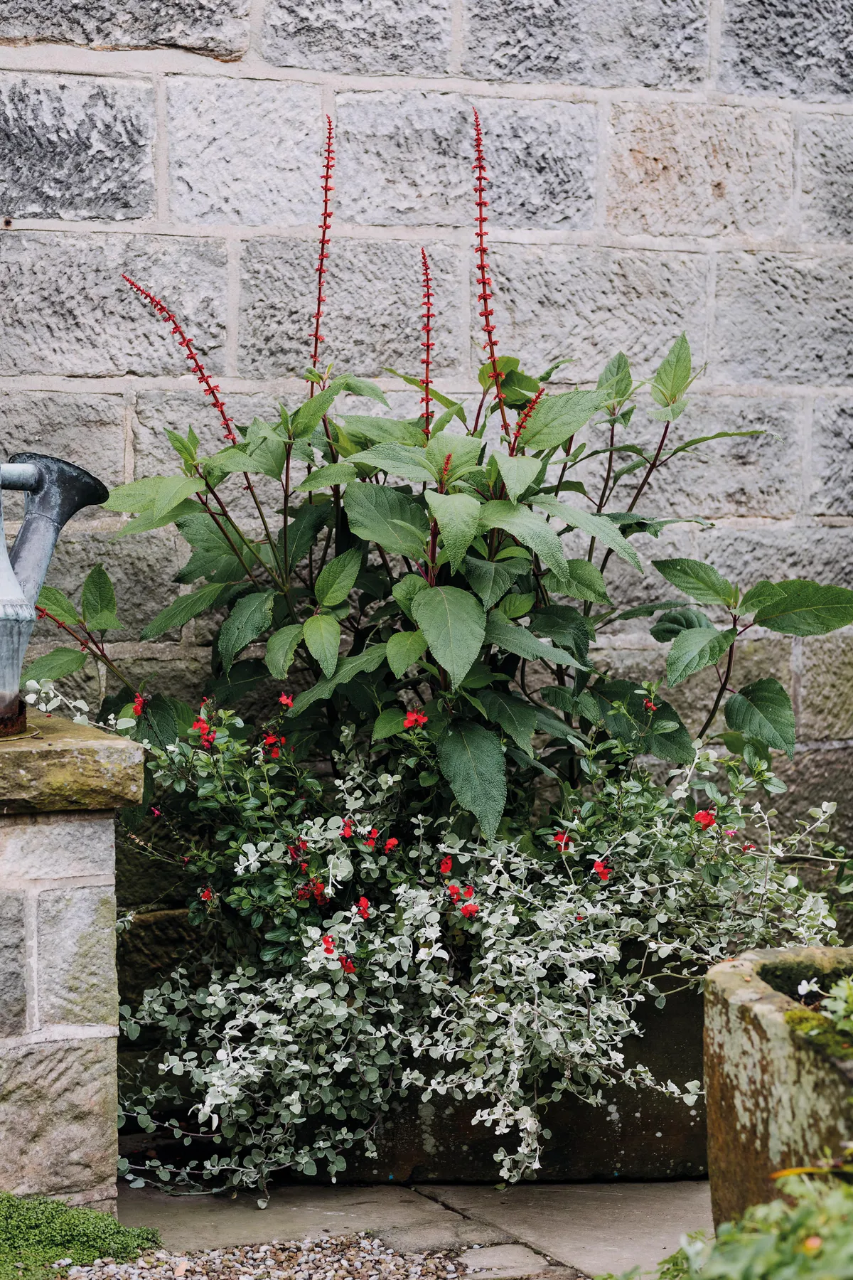 Pots of Style: a planting plan with salvia