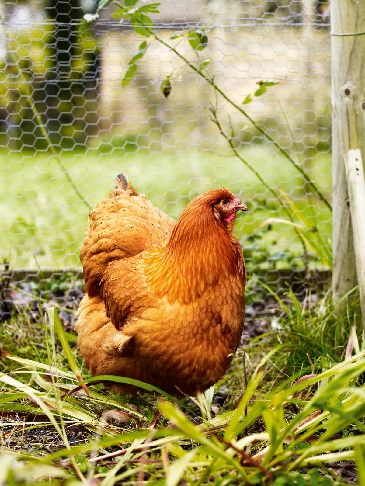 Keeping chickens in the garden