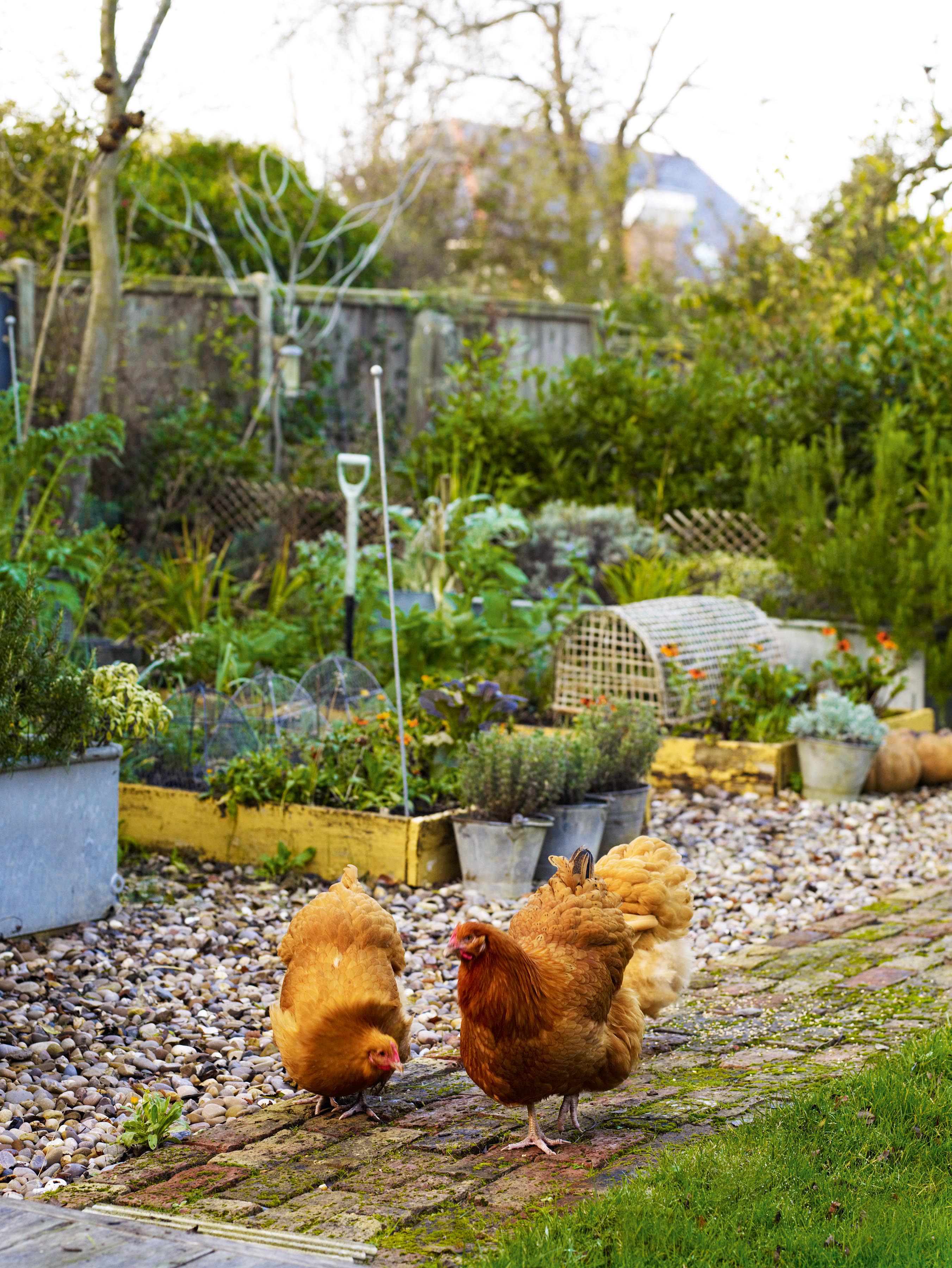 How do you display your fresh eggs?  BackYard Chickens - Learn How to  Raise Chickens