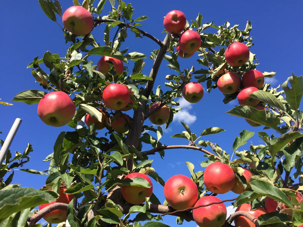 Gardening gifts: Apple tree