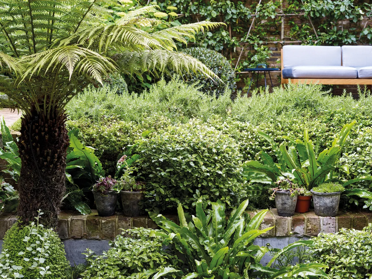 Tree fern (Dicksonia antarctica) and mixed planting in London garden designed by Alasdair Cameron