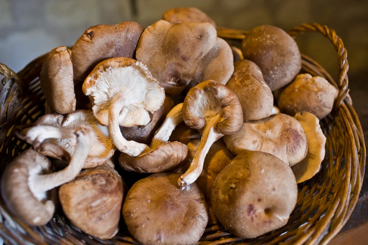 Shiitake Mushrooms you can grow at home