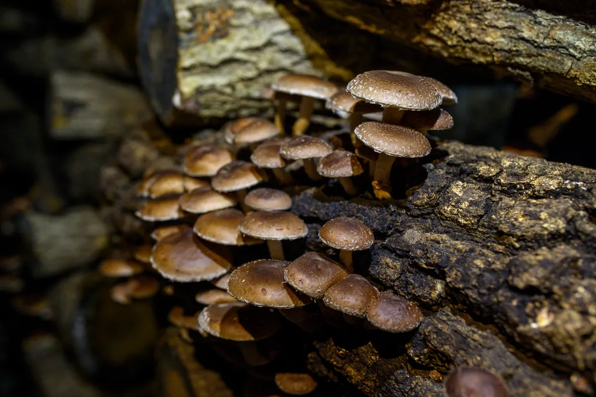 Shiitaki mushrooms you can grow at home