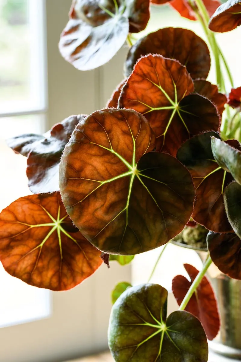 Begonia ‘Erythrophylla’