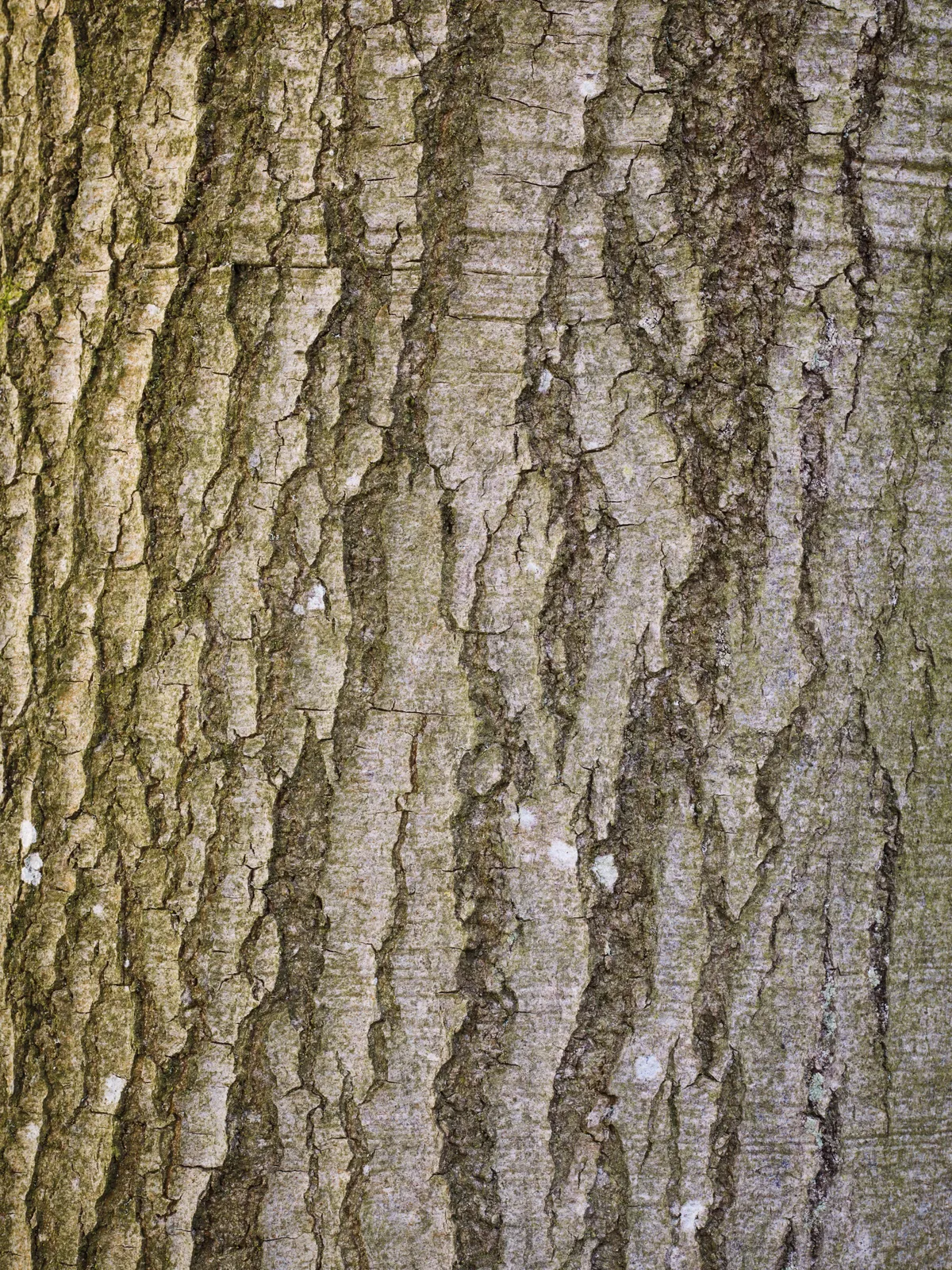 Fagus Sylvatica (Common beech)