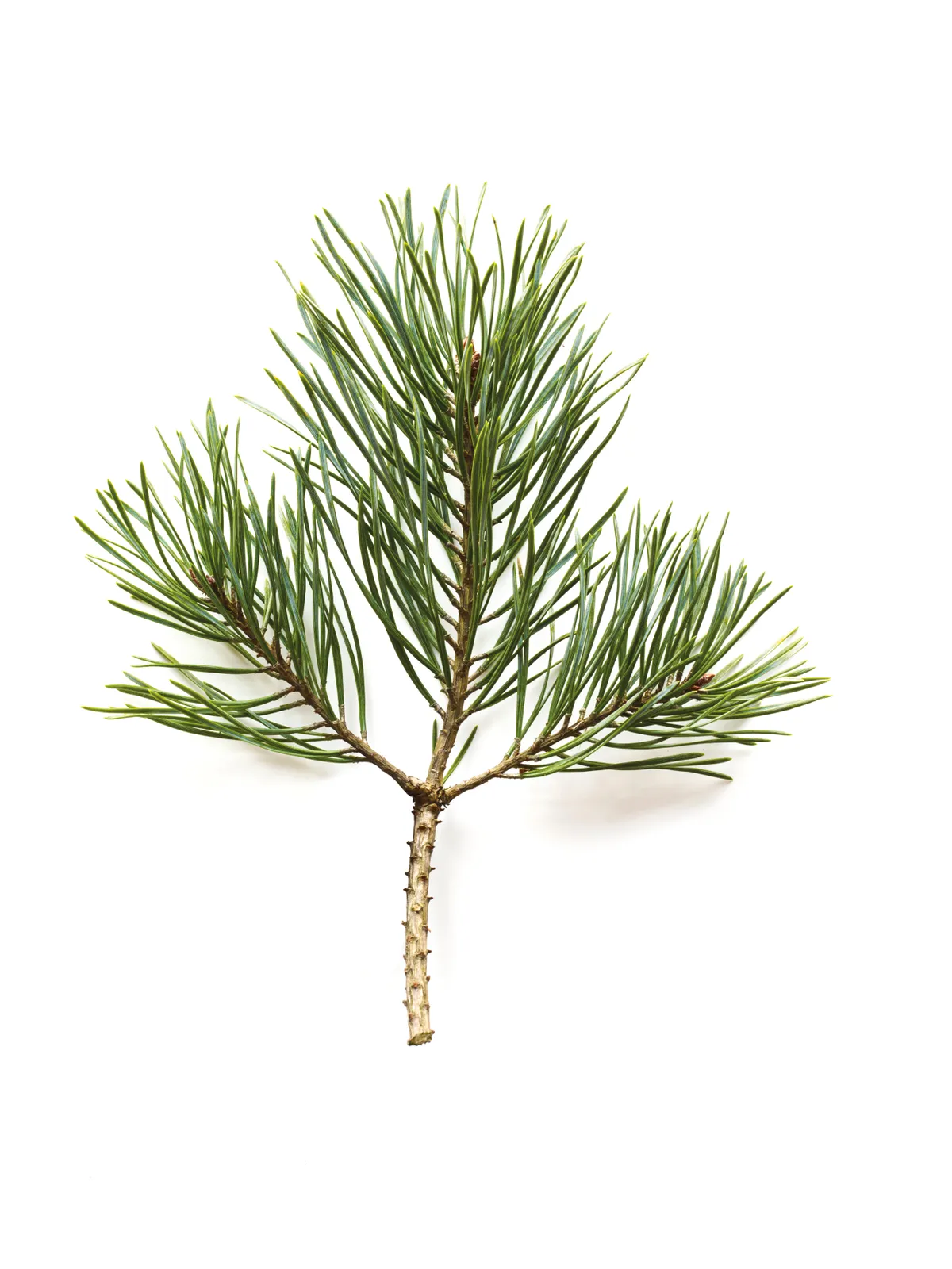 Pinus Sylvestris (Scots Pine)