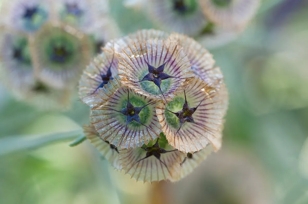 Cut flower: Scabiosa stellata 'Ping pong'