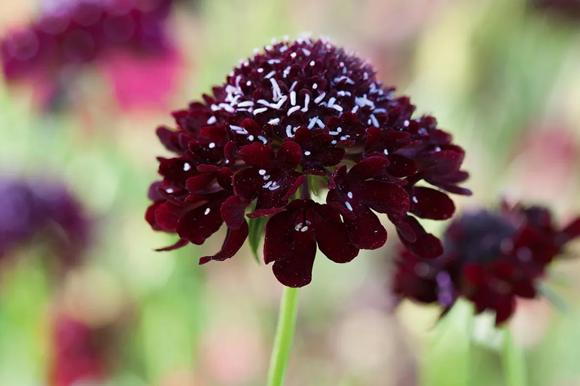 Cut flower: Scabiosa atropurpurea 'Black Knight'