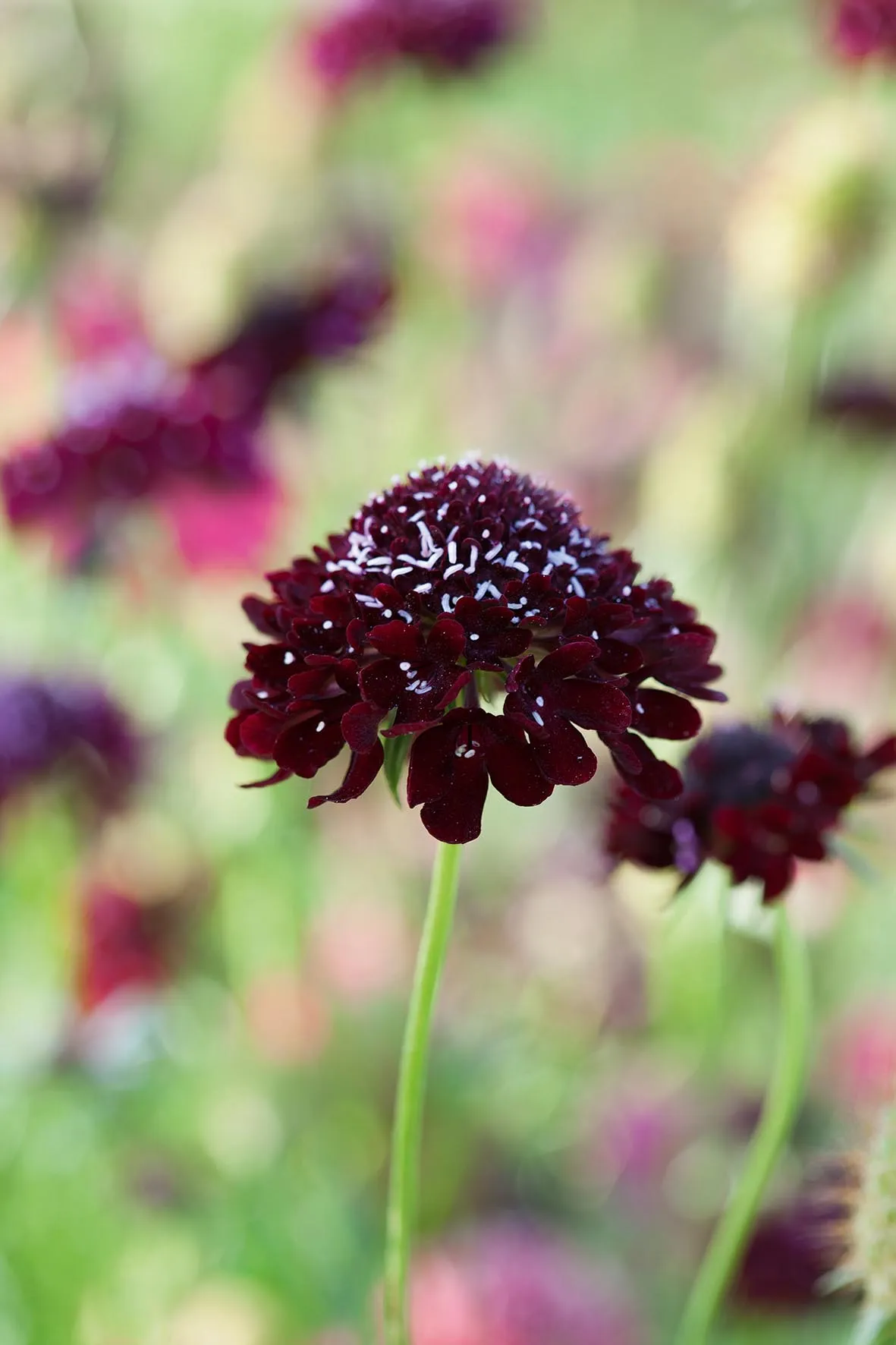Cut flower: Scabiosa atropurpurea 'Black Knight'