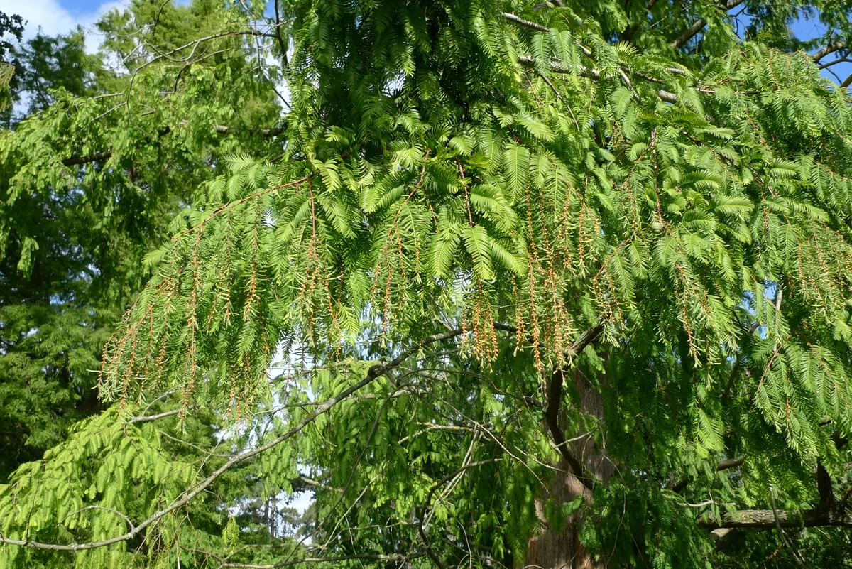 Flowers and foliage on Metasequoia glyptostroboides
