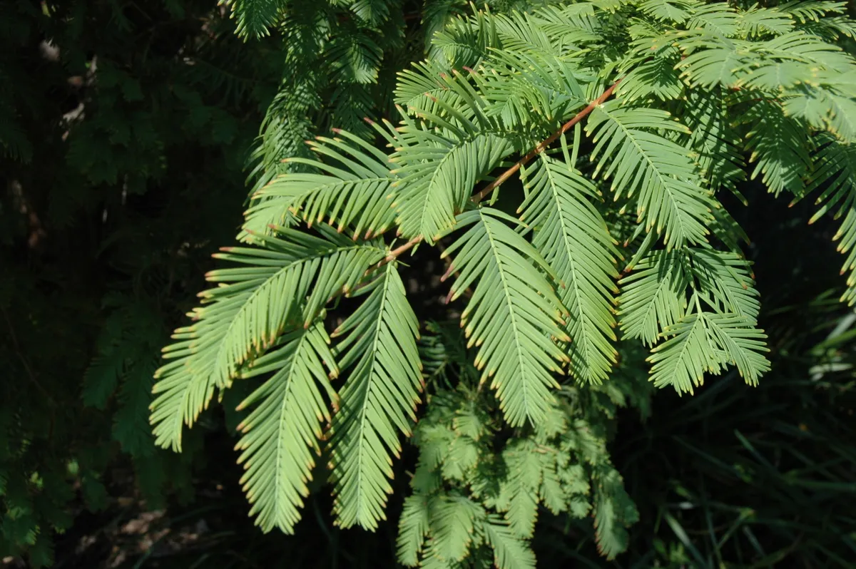 Flowers and foliage on Metasequoia glyptostroboides, or redwood