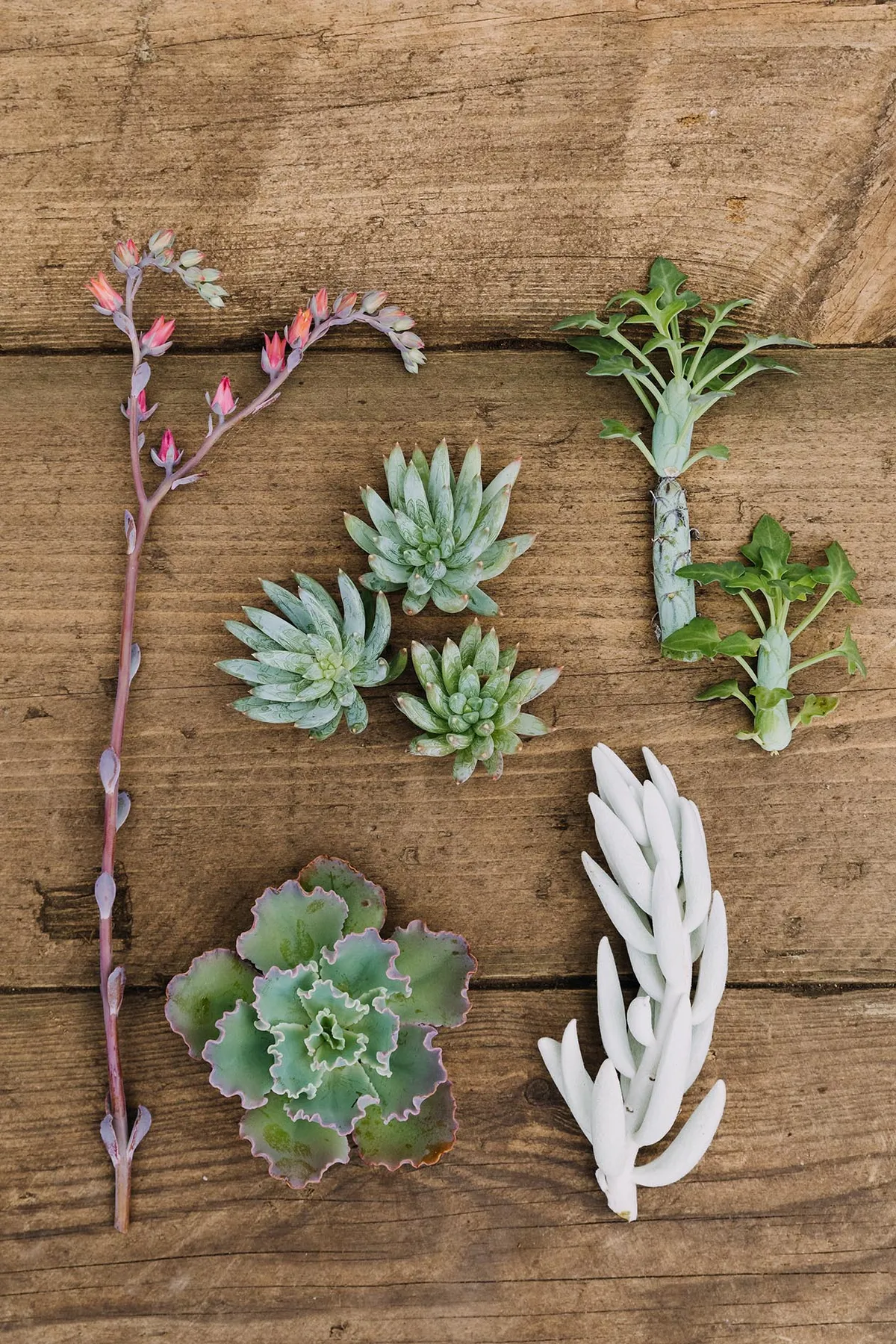 Succulents for a winter pot planting display