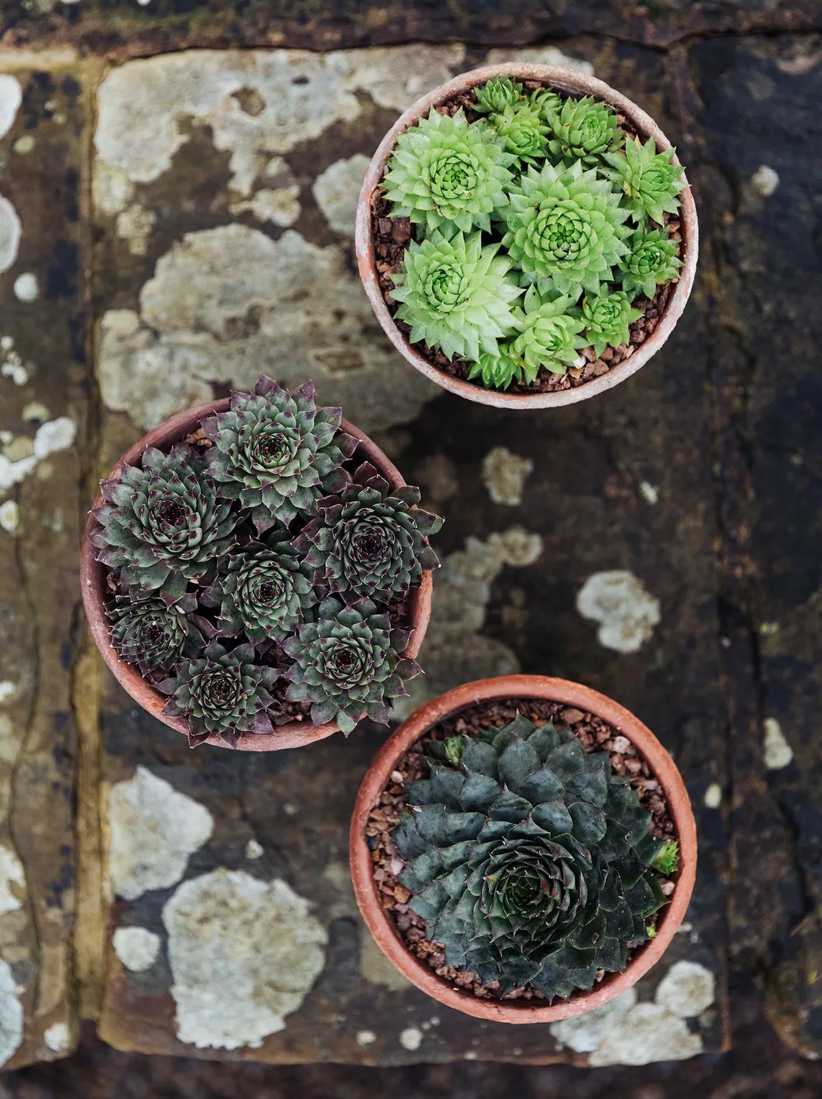 Succulents for a winter pot planting display