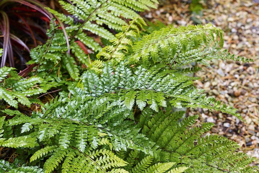 Propagating ferns: how to grow ferns