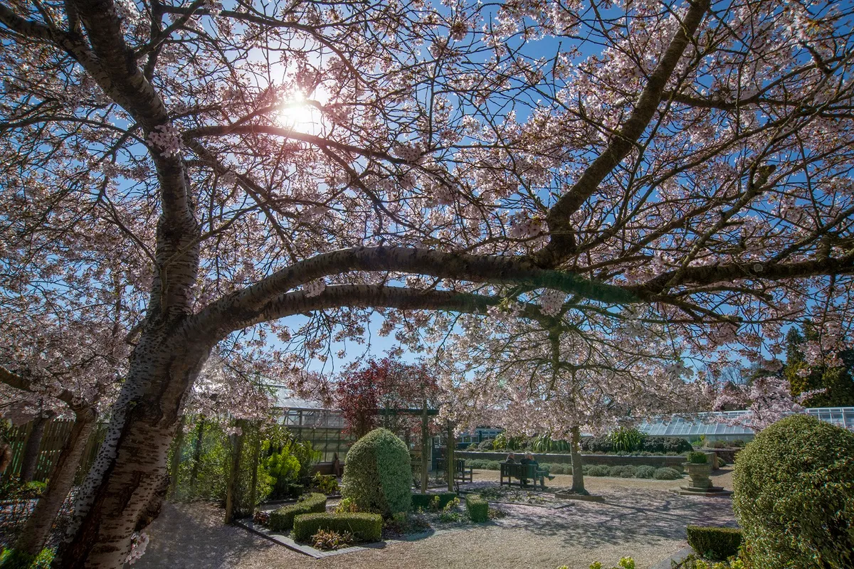 Blossom in the walled garden at Blenheim Palace