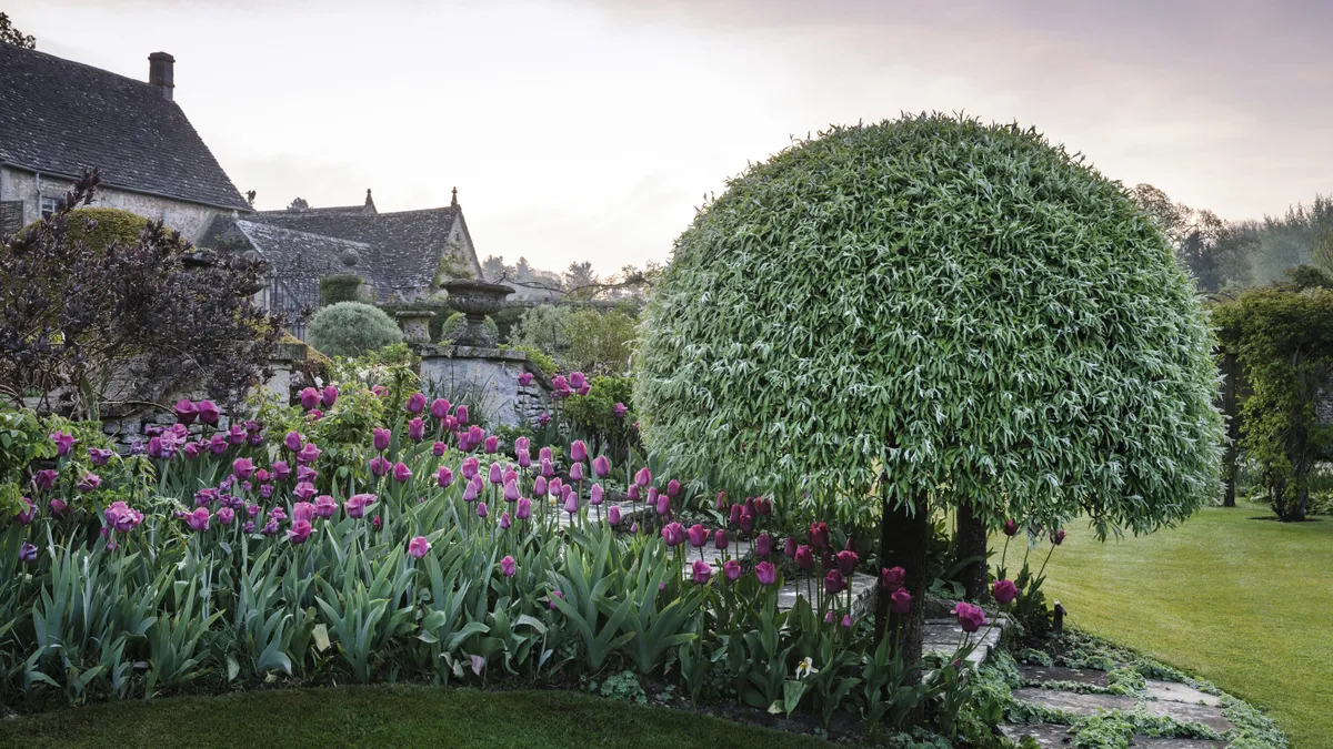 Pink tulips line the steps from the terraces down to the lawn, beneath the cool grey-green foliage of a pair of weeping pears (Pyrus salicifolia ‘Pendula’) clipped into mushroom standards. Alchemilla mollis threads its way between the pavers.