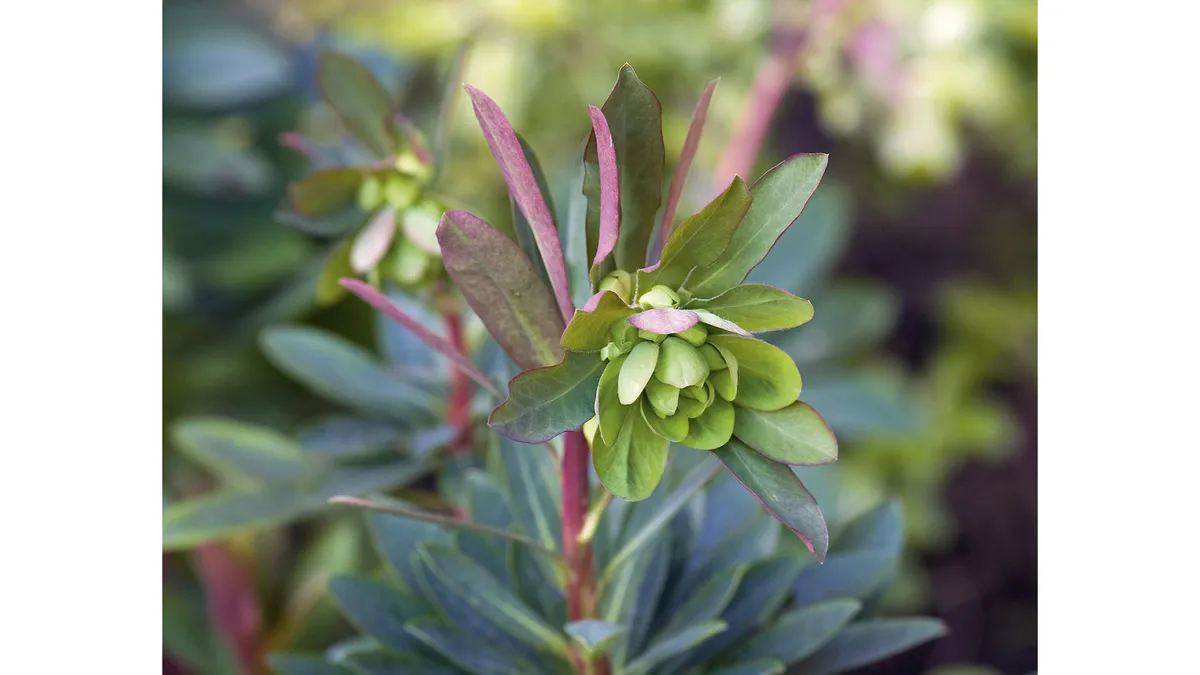 Euphorbia ‘Whistleberry Garnet’ A