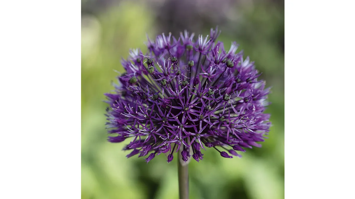 Allium hollandicum ‘Purple Sensation’ An allium popular with both gardeners and bees. Their densely packed umbels of deep violet, star-shaped flowers appear in early summer above strap-shaped grey-green leaves. 1m. AGM*. RHS H6, USDA 4a-9b.