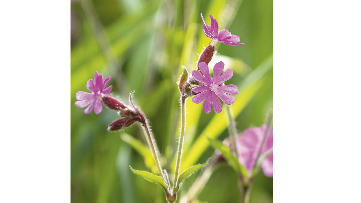 Silene dioica A charming wild perennial with shocking pink flowers that complement and follow on from bluebells in woods but are lovely to let romp in beds and gravel. Easily grown from seed, they are spring flowering and scented at night. 80cm. USDA 5a-8b†.