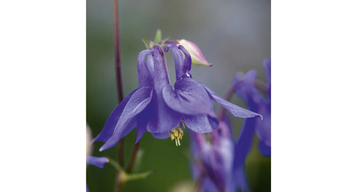 Aquilegia vulgaris A much-loved cottage garden plant that is easy to start from seed and lovely to let naturalise in gravel or beds. It hangs its violet blue flowers on knee-high stems in late spring. 1m. RHS H7, USDA 3a-8b.