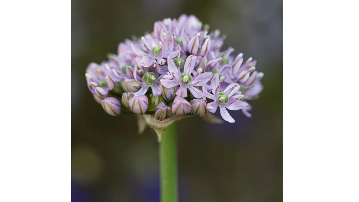 Allium decipiens Native to Central Asia and China the flowerhead is a lilac-pink semi ball of star-shaped flowers. An easily sourced bulb that likes sunny borders and is great in pots with tulips and wallflowers. 45cm.