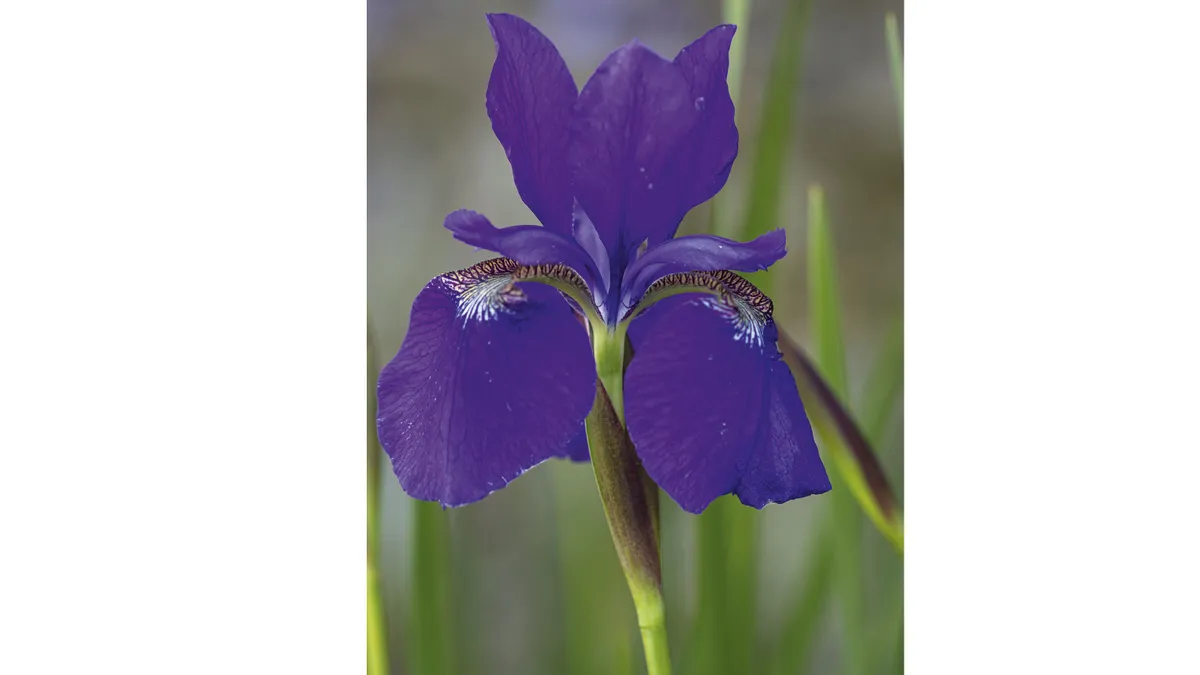 Iris sibirica Grows in swathes alongside the stream at Mothecombe, it is a really useful plant thanks to the verticality of its leaves and the prolific deep blue flowers of the species. 1.2m. RHS H7, USDA 3a-8b.