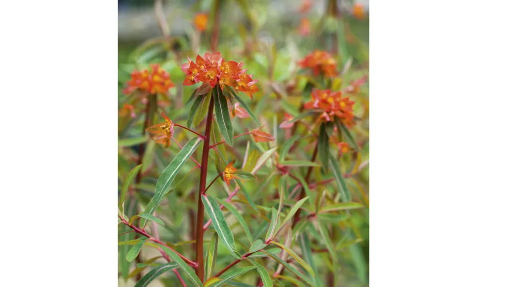 Euphorbia griffithii ‘Dixter’