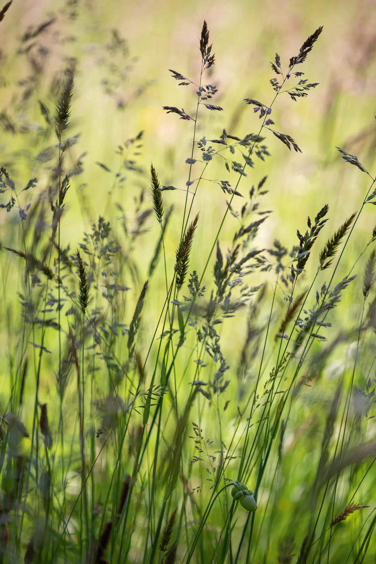 Native grasses are integral to the meadow mix, however Amanda pulls them from areas where they have become thuggish and will out-compete flowers.