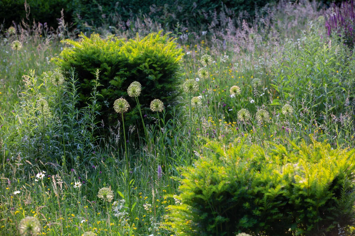 Architectural seedheads of Allium stipitatum ‘Mount Everest’ remain standing as summer flowers come into season. Meadow buttercup (Ranunculus acris) is a particular favourite of Amanda’s. “They are just so lovely, warm and wonderful when the sun is shining on them,” she says.