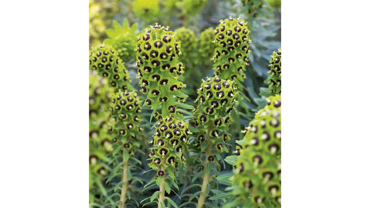 Euphorbia characias ‘Black Pearl’