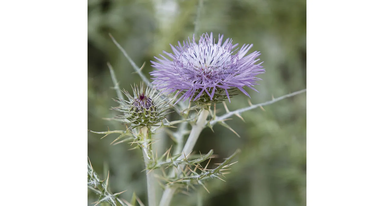 Galactites tomentosa A large, conspicuous and hardy thistle with spiny stems and narrow leaves, attractively veined silver, pure white flowers in summer. Loved by pollinators. 1m.