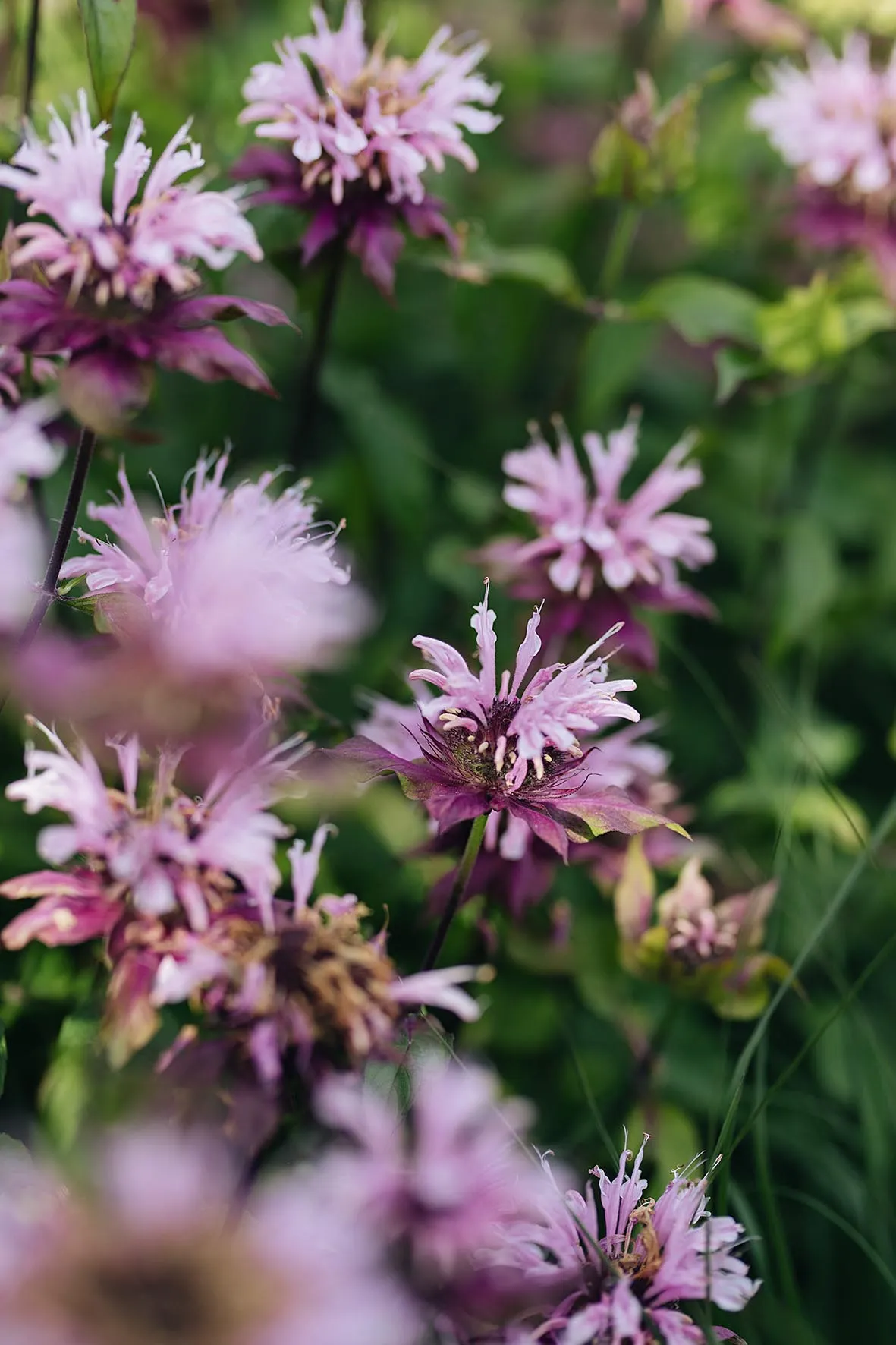 Monarda ‘Blaustrumpf’. A mint family member with luminous, purple whorls of tubular, two-lipped flowers, bee balm is highly attractive to pollinators. Needs a moist, well-drained soil. 90cm. RHS H4, USDA 4a-8b.