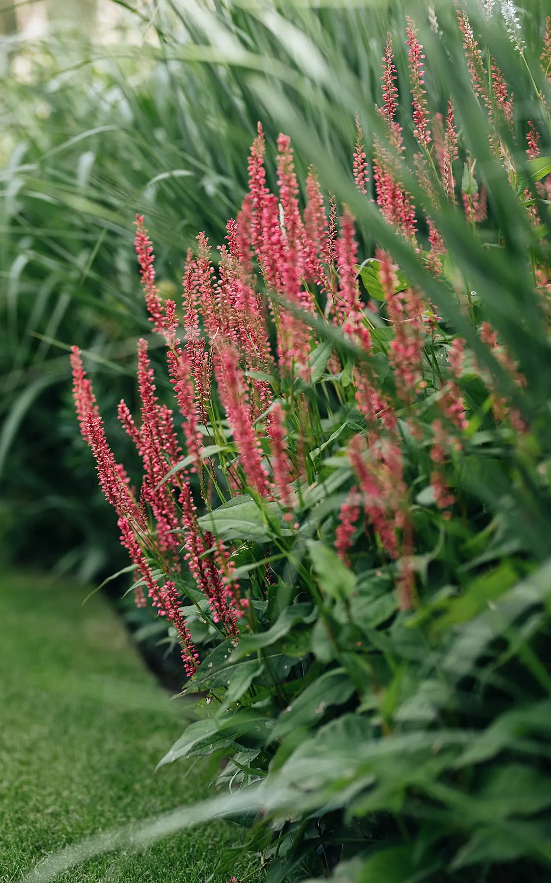 Persicaria amplexicaulis Orange Field (= ‘Orangofield’). Its beguiling, coral-pink flower spikes appear over mounds of foliage. From July to October it buzzes with hoverflies and other pollinators. Requires a moist soil. 90cm.