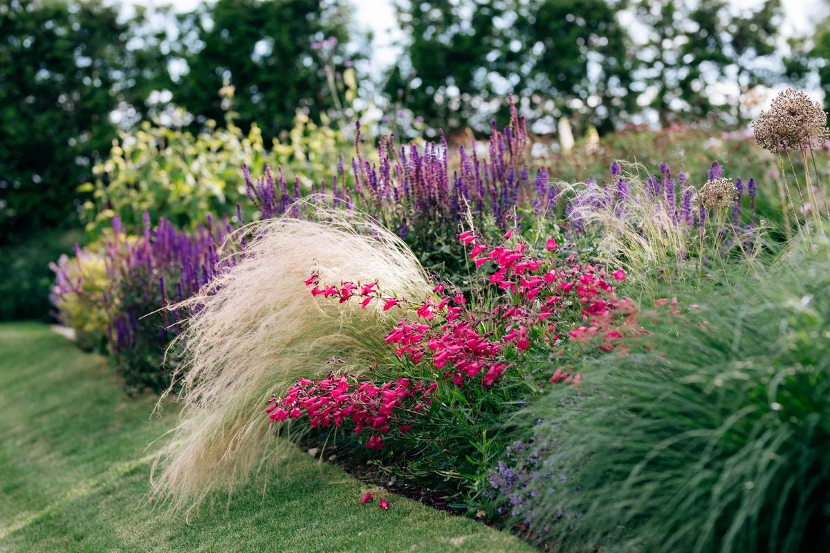 Stipa tenuissima brushes the edge of the field, highlighting the colour and form of Penstemon ‘Andenken an Friedrich Hahn’ and Salvia x sylvestris ‘Mainacht’. Massed perennials support each other, aided by gasses such as Pennisetum alopecuroides on the right.
