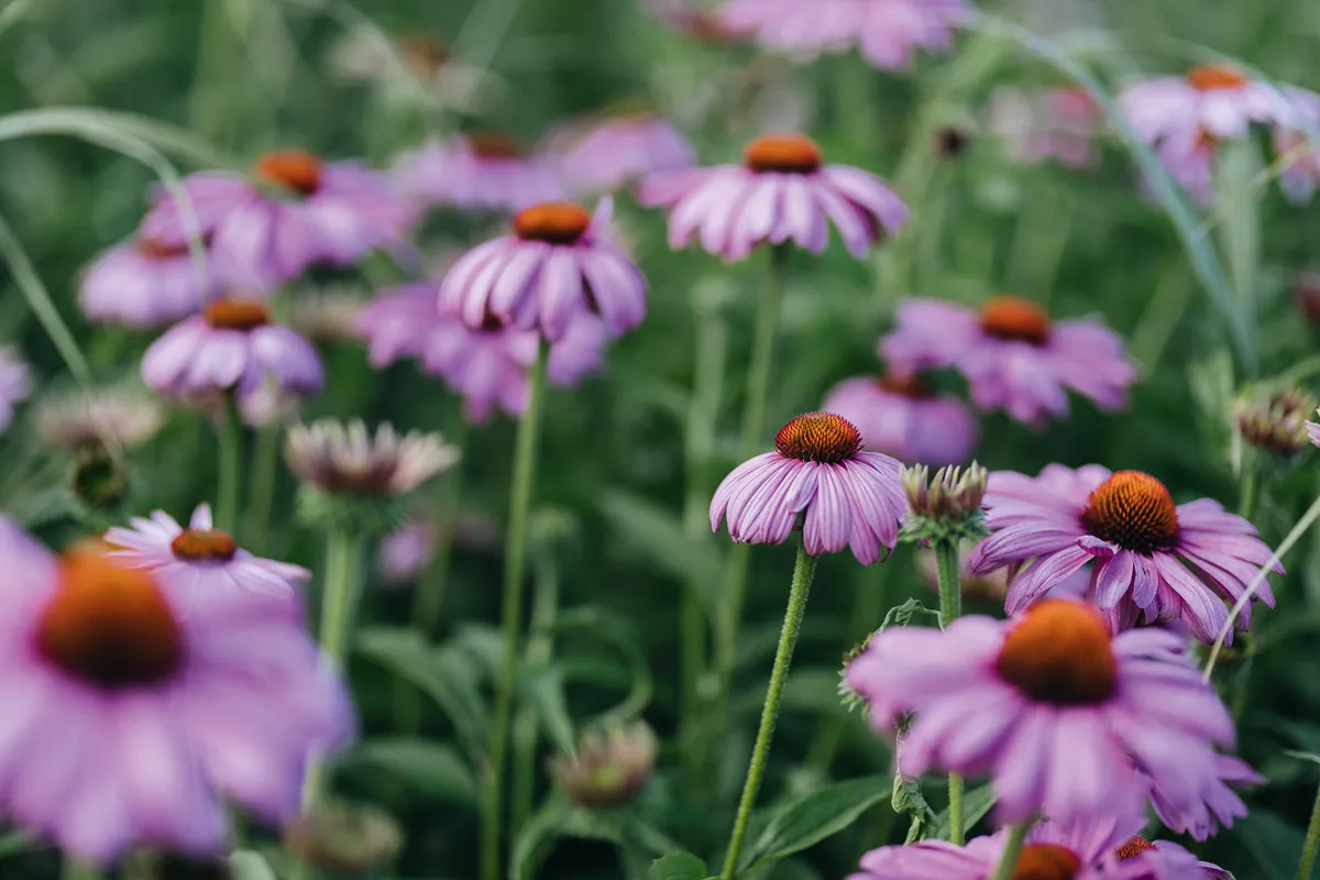 Echinacea purpurea. A long-flowering hardy perennial, this purple coneflower is very drought-tolerant, takes exposure and prefers full sun. A North American native with many cultivars and hybrids to choose from. 1.5m. RHS H5.