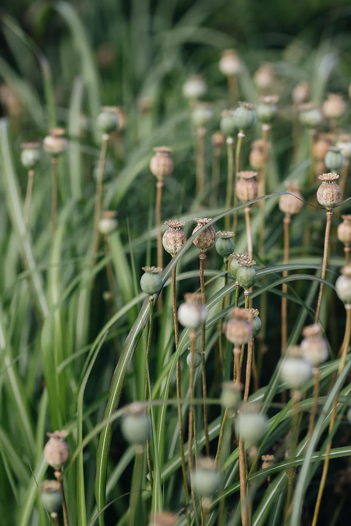 Papaver somniferum. Opium poppy seedheads can be even better than those of the variable wildflowers. Hard, perforated cases protect seeds from wet while dispersing them over a long period. 1.2m. RHS H5.