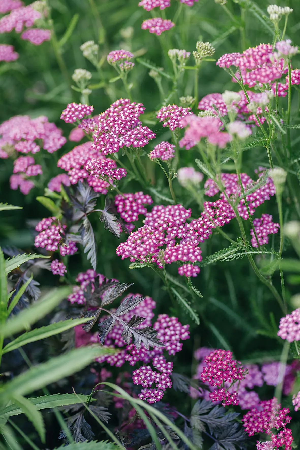 Achillea millefolium ‘Cerise Queen’. This hoverfly magnet copes with both exposure and drought, but requires good drainage in winter. Cut back in early spring. Fabulous colour over fern-like foliage. 60cm. RHS H7.
