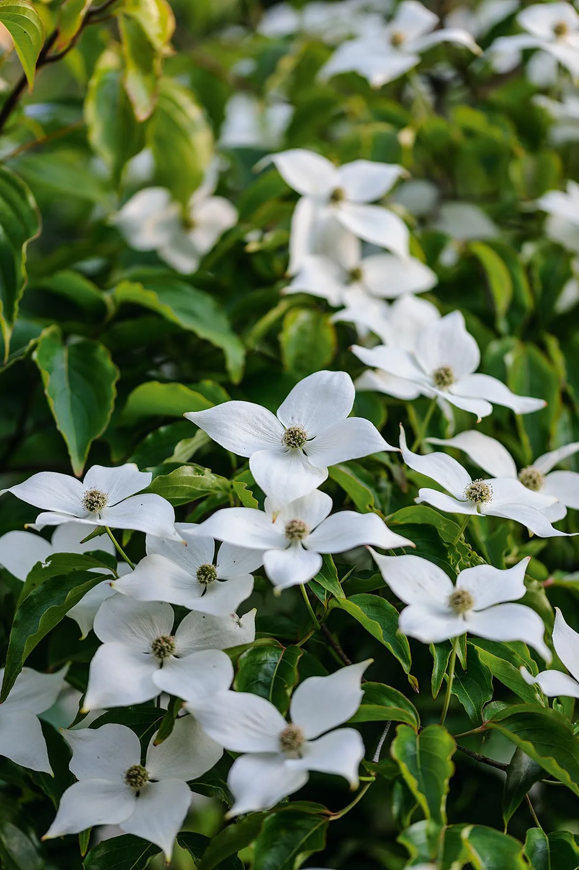 The pure-white handkerchief blooms of Cornus kousa var. chinensis.
