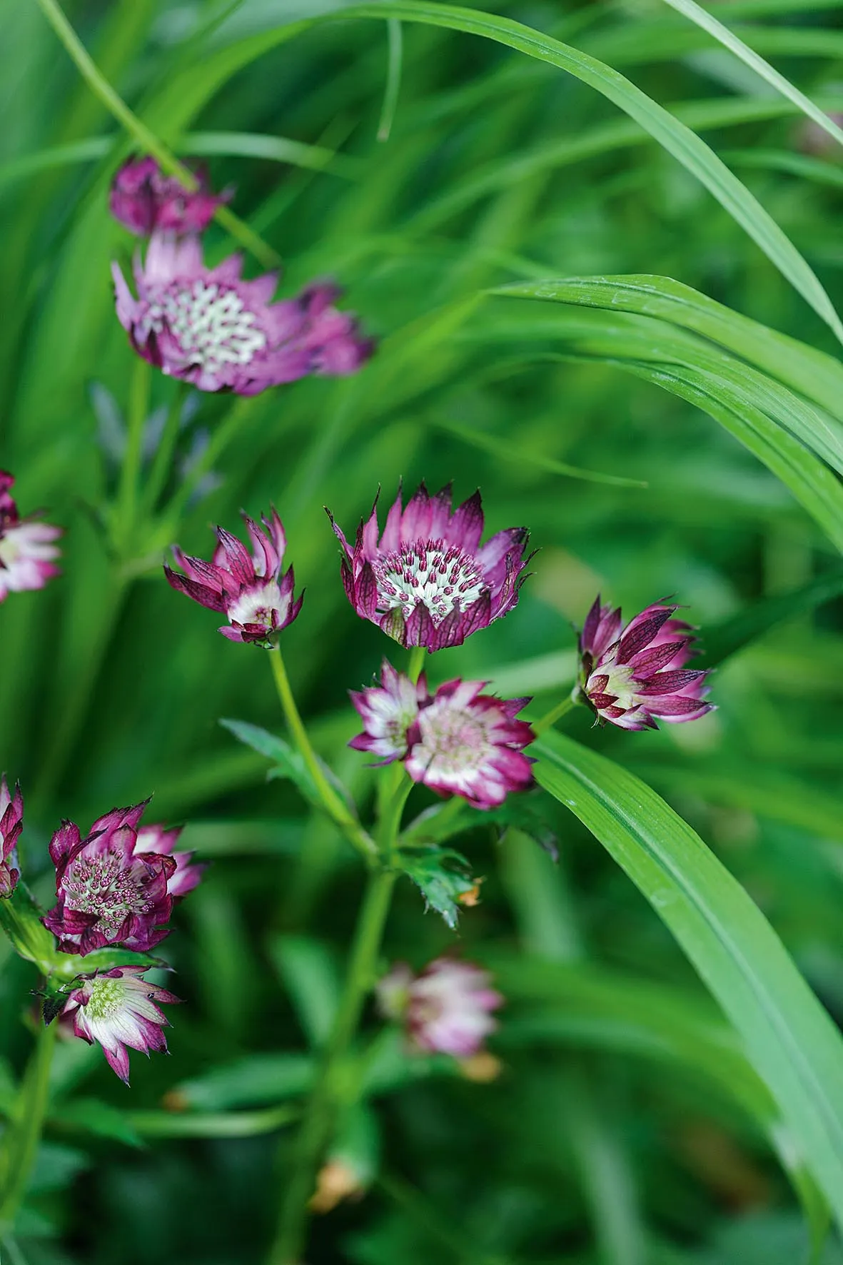 The feathery blooms of Astrantia major ‘Claret’.