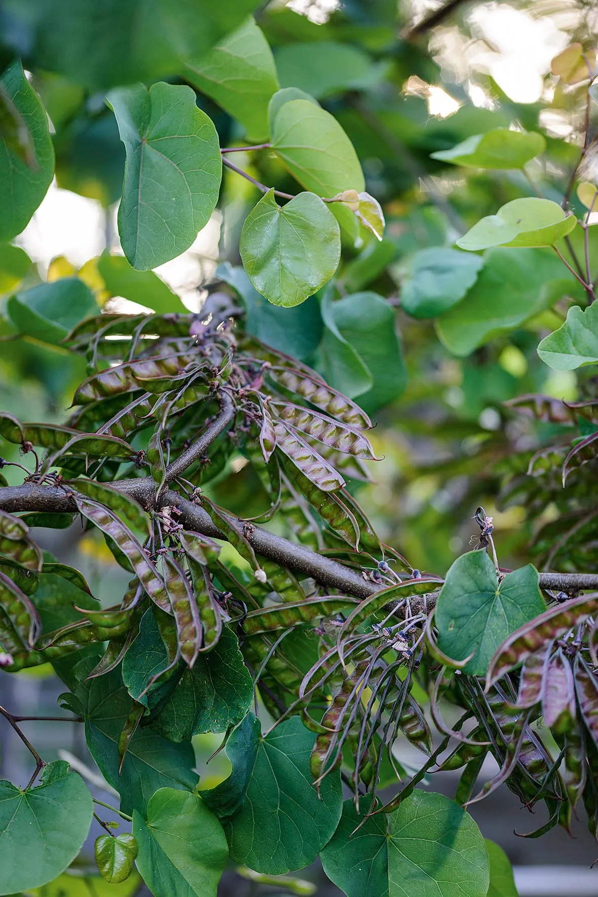 Petite, bushy Cercis siliquastrum with its long, dusky-purple fruit pods.