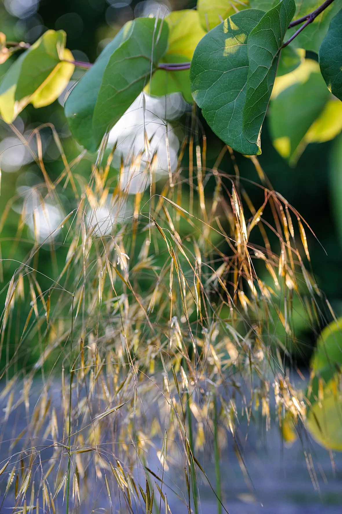 Majestic and reliable, Stipa gigantea is one of Emily’s favourite garden plants.
