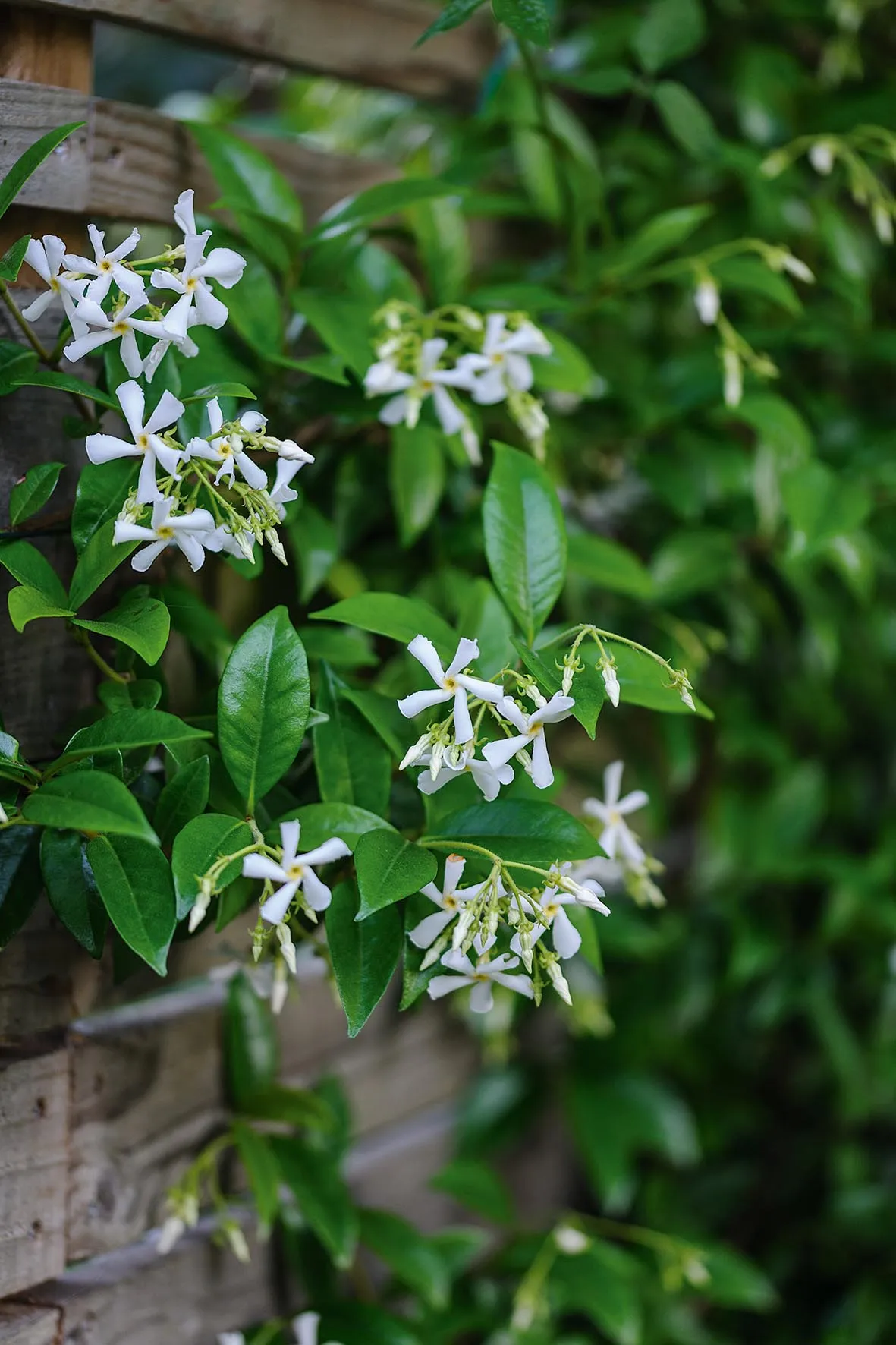 Trachelospermum jasminoides with its starry, fragrant flowers and glossy foliage.