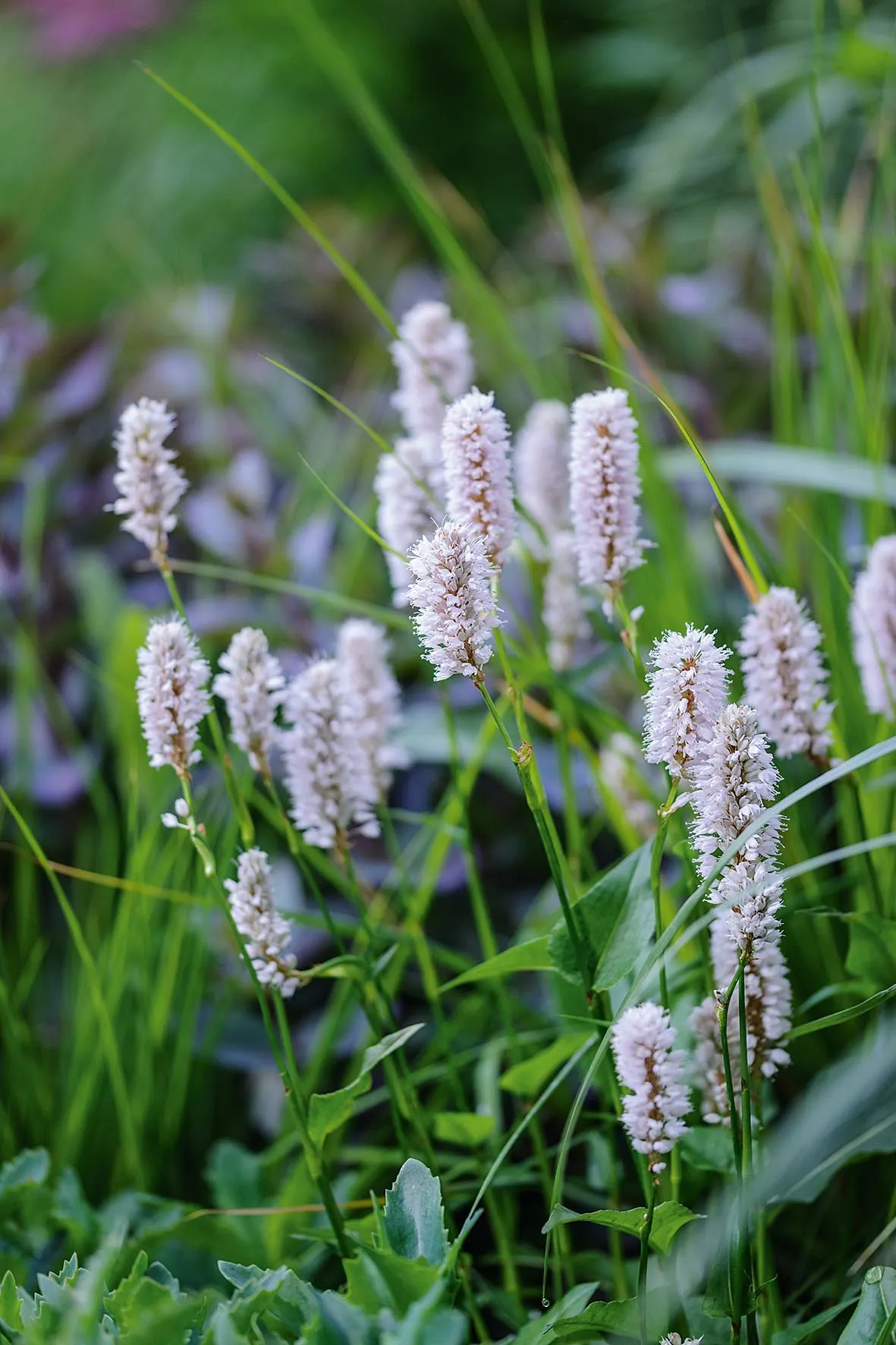 Persicaria bistorta ‘Superba’ lifts the mass of greenery with its lavender flowers.
