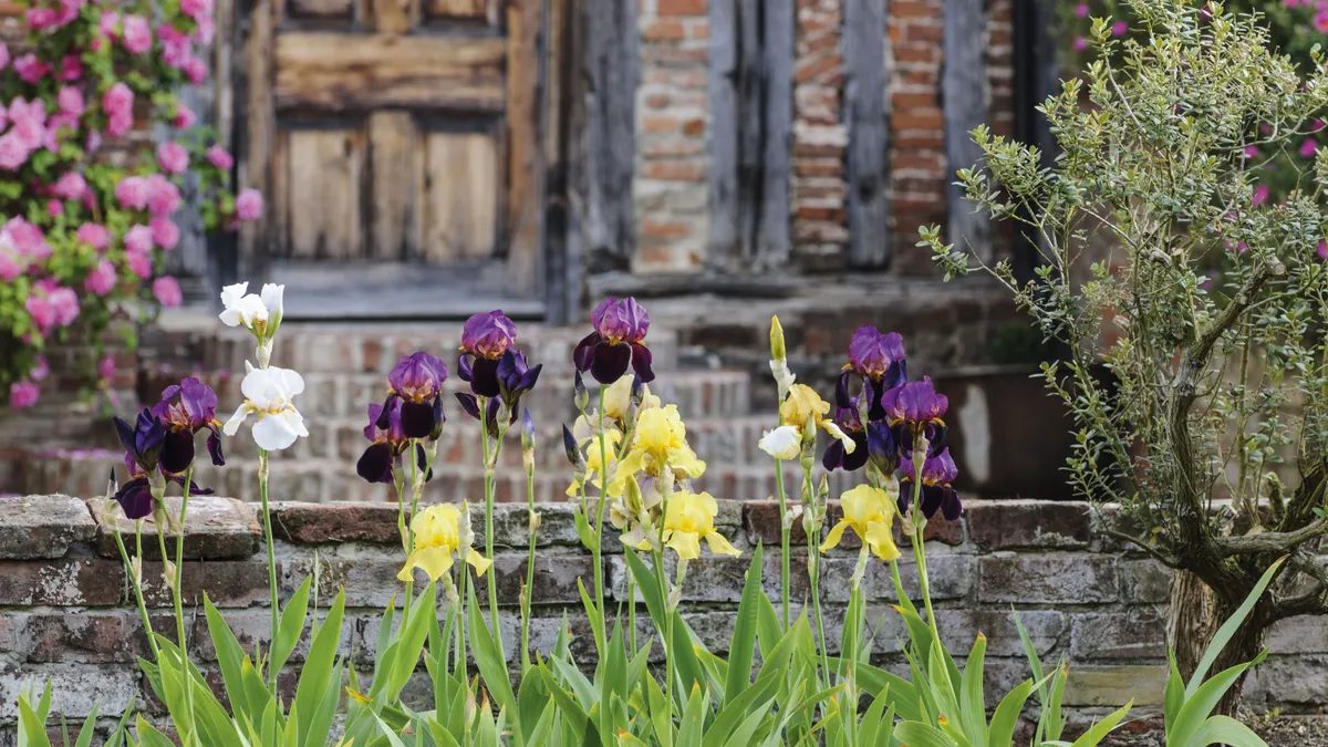 Benton End in Suffolk, where the artist and gardener Cedric Morris and his partner Arthur Lett-Haines moved in 1940, is where Morris bred many of his beautiful and painterly coloured bearded irises