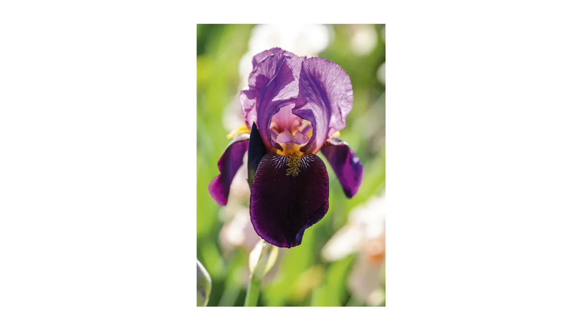 Iris ‘Storrington’