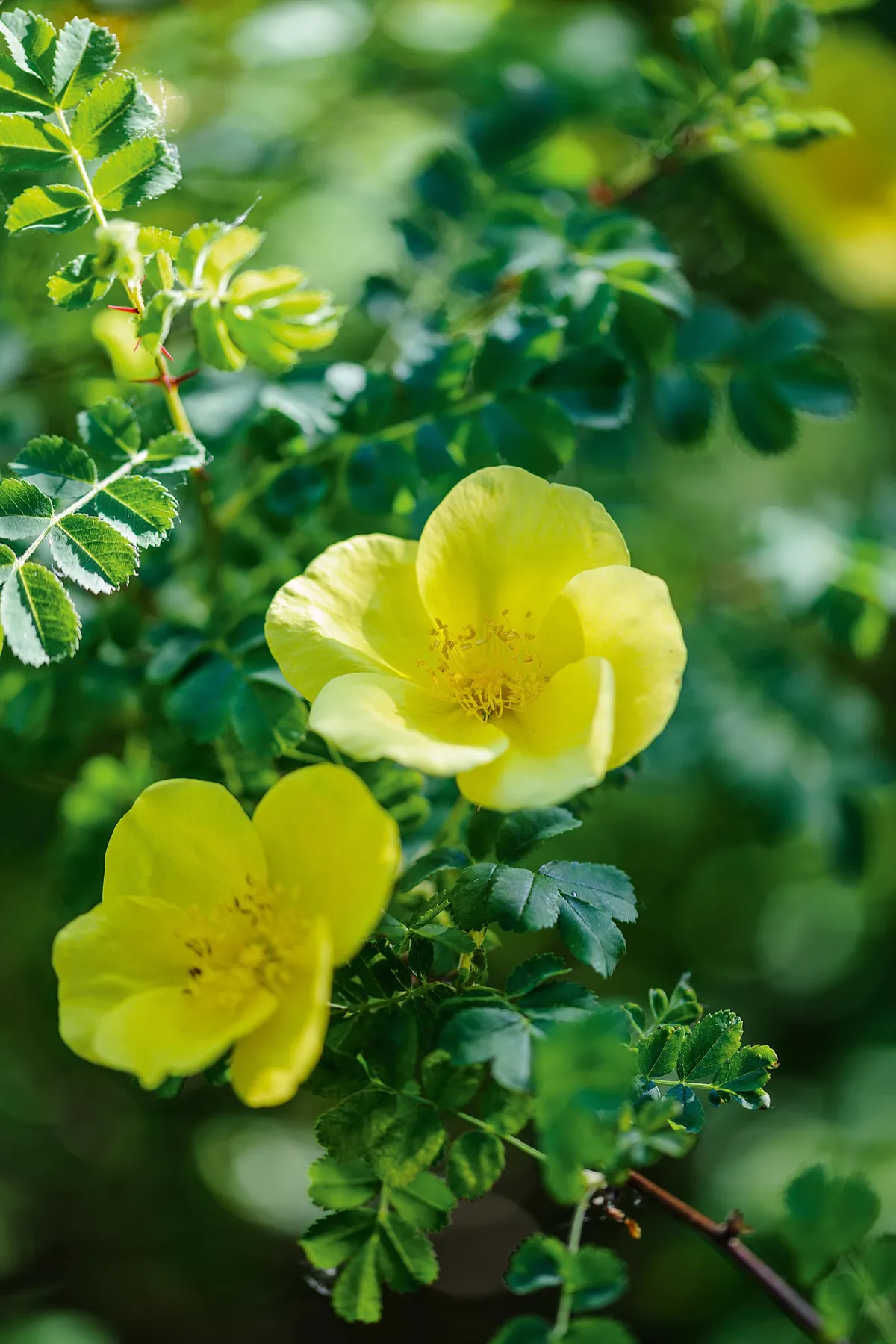 Rosa ‘Helen Knight’. This pretty and vigorous R. ecae hybrid rose makes a substantial, prickly shrub with delicate, pinnate foliage. The gleaming, shyly scented, canary-yellow blooms are held in small clusters and are produced along with the new apple-green foliage. 2.5m. RHS H6.