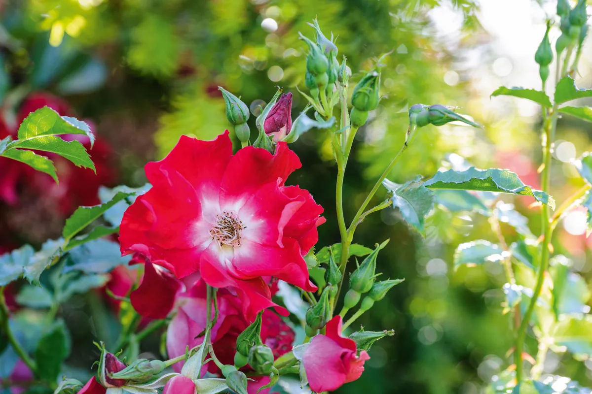 40 Best Summer Flowers for a Beautiful Garden